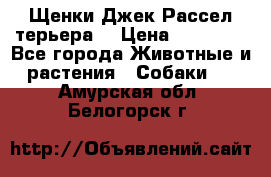 Щенки Джек Рассел терьера  › Цена ­ 15 000 - Все города Животные и растения » Собаки   . Амурская обл.,Белогорск г.